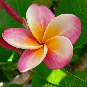 プルメリア,フランジパニ,pua melia,挿し木,花のある暮らしの画像