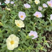 ポーチュラカ,小さな花壇,ガーデニング初心者,小さな庭の画像