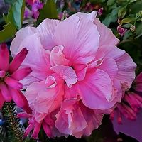 アブチロン,エリカ アフリカンファンファーレ,ハイビスカス　ダブル咲き,花のある暮らし,育てる喜びの画像