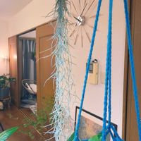 チランジア,ウスネオイデス,ウスネオイデス,エアプランツ,エアープランツ/チランジアの画像