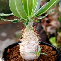 パキポディウム,パキポディウム・グラキリス,多肉植物,観葉植物,塊根植物の画像
