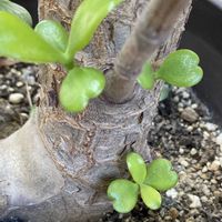 金のなる木,玄関アプローチの画像