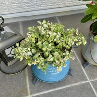 ジュズサンゴ,ジュズサンゴ,ジュズサンゴ　絣,花のある暮らしの画像