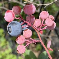 ブルーベリー,カクレミノ,ノリウツギ,果樹,花木の画像