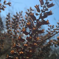 シソ,シソ,シソ,シソ,サルビア・ガラニチカの画像