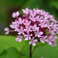 ツルバキア,ボタンクサギ,ルリタマアザミ,草津市立水生植物公園みずの森の画像