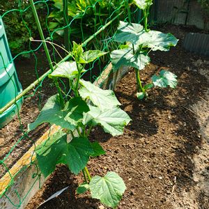 キュウリ,ガーデニング,ボタニカルライフ,お庭の植物,花のある暮らしの画像
