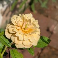 ビオラ,ヘリクリサム,ミニバラ・モカ,ミニバラ コルダーナ,バラのある暮らしの画像