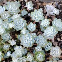 白雪ミセバヤ,ケープブランコ,多肉植物,セダム属,多肉大好きの画像