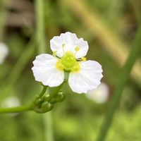 オモダカ,ヘラオモダカ,山野草の画像
