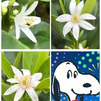 キンカン,小さな花,ご近所,真っ白な花,チームスヌーの画像