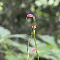 ミズヒキ,山野草の画像