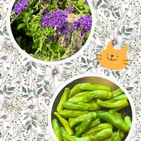 デュランタ 宝塚,シシトウ,シシトウ,デンカ　アヅミン,花のある暮らしの画像