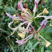 ハニーサックル,地植え,つる性植物,ピンクの花,クリーム色の花の画像