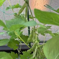 枝豆,湯あがり娘,プランター野菜,夏野菜,プレゼント企画の画像