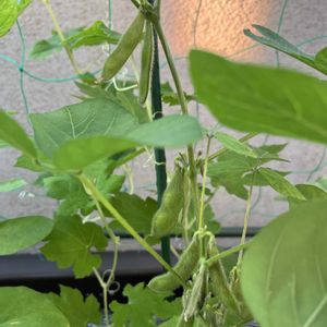 枝豆,湯あがり娘,プランター野菜,夏野菜,プレゼント企画の画像