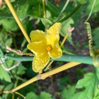 いい香り,いつもありがとう♡,野菜の花,ありがとう,ハーブのある暮らしの画像