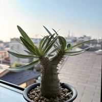 パキポディウム,パキポディウム    ロスラツム,水やりの画像