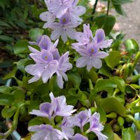 ホテイアオイ,花のある暮らし,多様性を愛する会,人に優しく,庭の画像