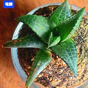 竜鱗,ハオルチア属,苔玉仕立て,植物男子ベランダー,ハオルチア・竜鱗の画像