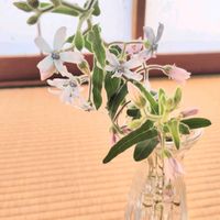 ブルースター,ガーデニング初心者,和室の画像