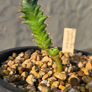 アデニア スピノーサ,アデニア　レパンダ,ユーフォルビア・ペルシステンス,多肉植物,塊根植物の画像