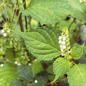 シソ,大葉,青紫蘇,マイガーデン,野菜の花の画像