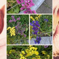 スターチス,花のある暮らし,花いろいろ,お花の癒し,いつもの散歩コ―スの画像