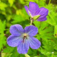 ゲラニウム,花のある暮らし,お散歩写真,お花が好き♡,綺麗なお花の画像