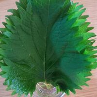 ガジュマル,胡蝶蘭,アボカド鉢植え,大葉 青しそ,ねじばなの画像