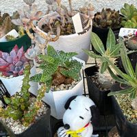 毎日2日はスヌーピーの日,棚,ベランダの画像