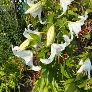 カサブランカ,花が好き,無農薬❤家庭菜園,野菜が好き,庭の画像