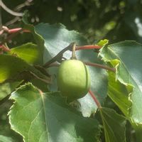 サルナシ,サルナシの実✨の画像