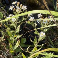 ノコンギク,野菊の仲間の画像