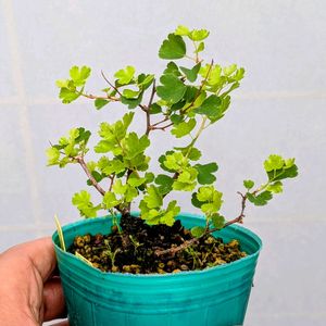 ミツデイワガサ,盆栽,ミニ盆栽,盆栽苗木,まめ盆栽の画像