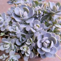 子持ち蓮華,多肉植物,多肉大好き,可愛い,たにおたくらぶの画像