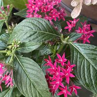 タイム,ペンタス,ペンタス ギャラクシー,寄せ植え,ピンク系の画像