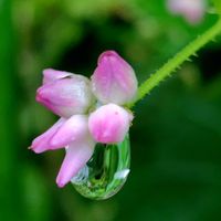 モミジガサ,ノブドウ,ウド,ママコノシリヌグイ,山野草の画像
