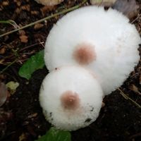 アップルミント,オオシロカラカサタケ,ヘクソカズラ,うちの庭,東北人花の会の画像