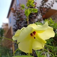 ハナオクラ,花オクラ,花のある暮らし,平和を願う,しぞーか勢の画像