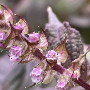 シソ,アカジソ,ハーブ,花壇,ガーデニングの画像