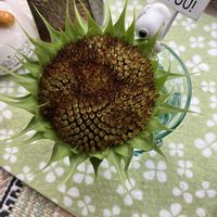コリウス,コリウス,サルビア,サルビア,ヒマワリの画像