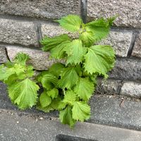 シソ,アオジソ,小ネギ,青ネギ,ミョウガの画像