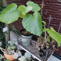 ハートカズラ,観葉植物,ガーデニング,多肉棚,ウッドデッキの画像