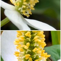 ドクダミ,ドクダミ,花のある暮らし,お隣さん,植物好きの画像