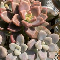  ブロンズ姫,薔薇 クロード・モネ,多肉植物,葉挿しっ子,ばら バラ 薔薇の画像
