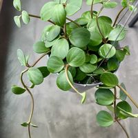 ペペロミア,ペペロミア ホープ,観葉植物,キキ　ぺぺロミア,丸い葉っぱコレクションの画像