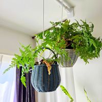 ベゴニア,アスプレニウム,観葉植物,シダ植物,根茎性ベゴニアの画像