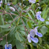 花木,植木鉢,吊り鉢,花いろいろ,バラと夢CLUBの画像