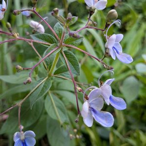 花木,植木鉢,吊り鉢,花いろいろ,バラと夢CLUBの画像